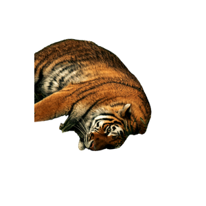 A Beautiful Tiger Lying In The Grass, Showcasing Its Natural Grace And Strength In A Tranquil Setting. 19298 - Cat PNG image with transparent background